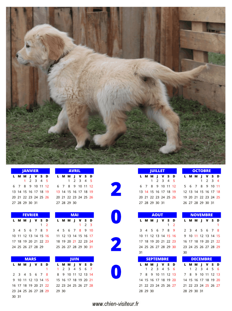 Le calendrier 2019 de chiens faisant caca vient de sortir, c'est