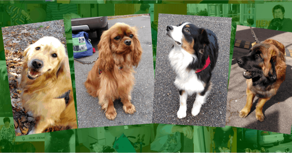 photos de quatre chiens visiteurs