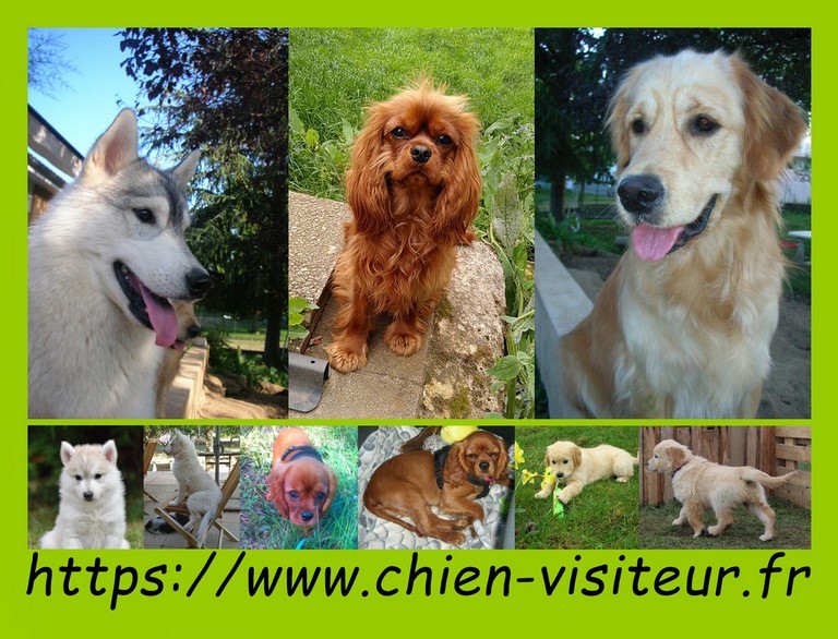 une carte postale avec des  têtes de chiens visiteurs 2023