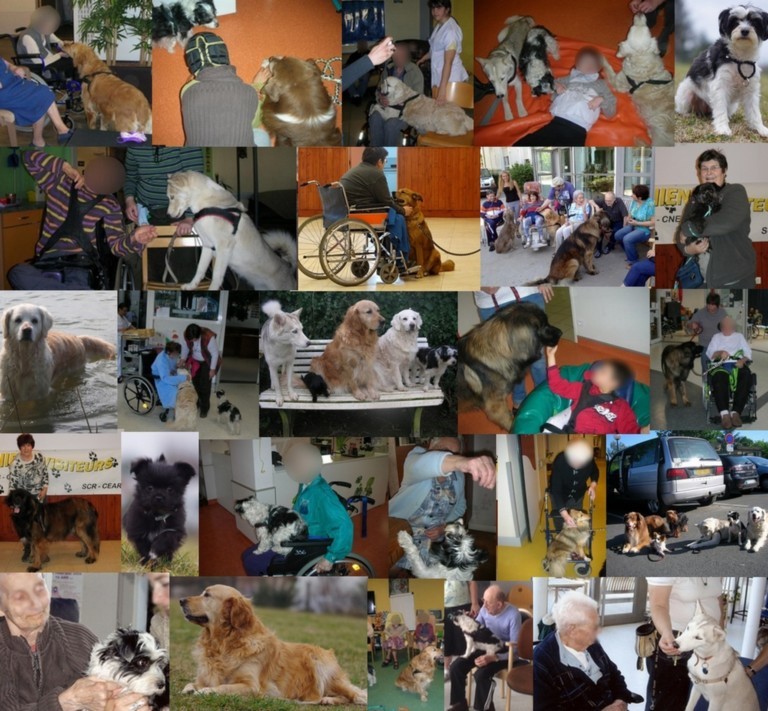 patchwork de photos de chiens visiteurs au format svg