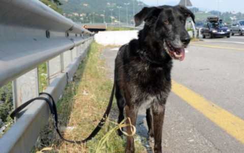 chien abandonné attaché à la bordure de sécurité d'une route