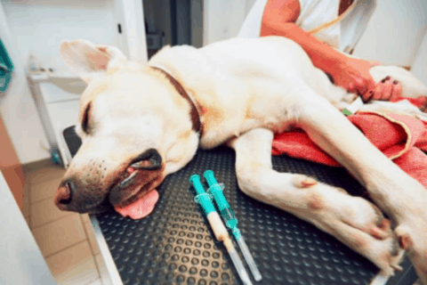 chien euthanasié sur une table d'opération chez un vétérinaire
