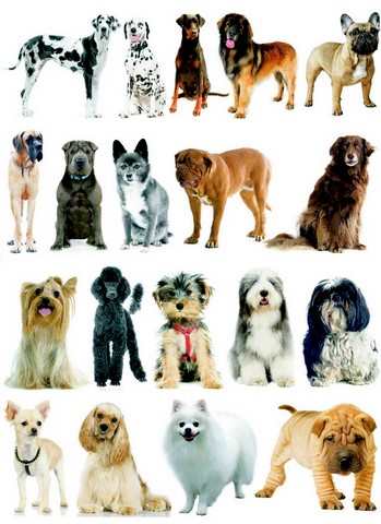 Les différents groupes de races de chiens - WanimoVéto